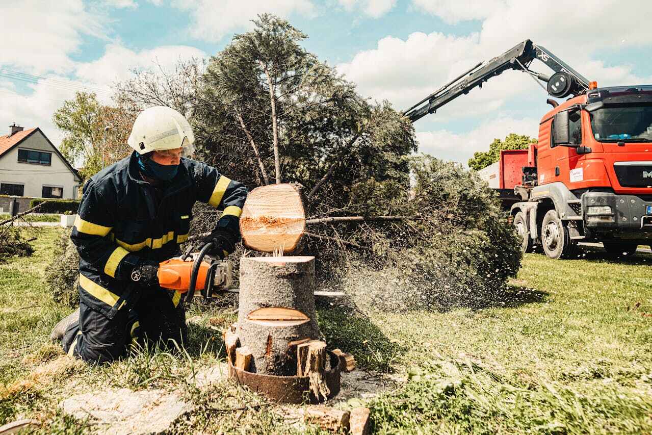 Best Tree Root Removal  in Fivepointville, PA